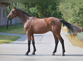BWP (cheval de sang belge), Hongre, 3 Ans, 170 cm, Bai cerise