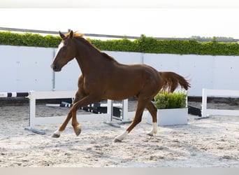 BWP (cheval de sang belge), Hongre, 3 Ans, 175 cm, Alezan