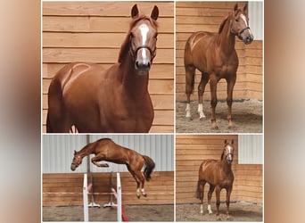 BWP (cheval de sang belge), Hongre, 3 Ans