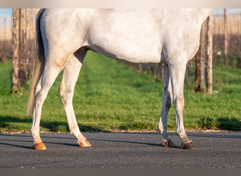 BWP (cheval de sang belge), Hongre, 4 Ans, 135 cm, Gris