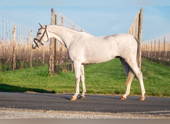 BWP (cheval de sang belge), Hongre, 4 Ans, 135 cm, Gris