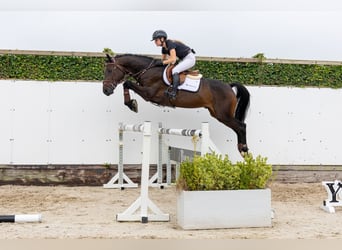 BWP (cheval de sang belge), Hongre, 4 Ans, 160 cm, Bai brun