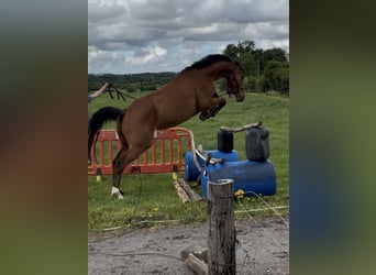 BWP (cheval de sang belge), Hongre, 4 Ans, 161 cm, Bai clair