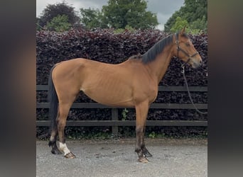 BWP (cheval de sang belge), Hongre, 4 Ans, 161 cm, Bai clair