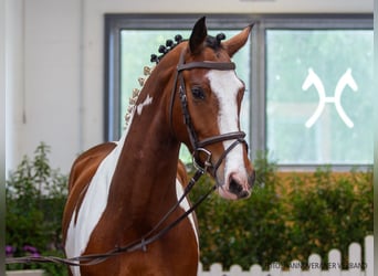 BWP (cheval de sang belge), Hongre, 4 Ans, 163 cm, Pinto