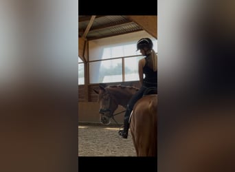 BWP (cheval de sang belge), Hongre, 4 Ans, 167 cm, Alezan