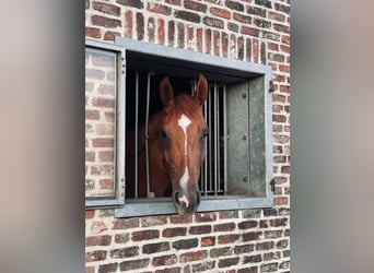 BWP (cheval de sang belge), Hongre, 4 Ans, 167 cm, Alezan