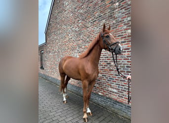 BWP (cheval de sang belge), Hongre, 4 Ans, 167 cm, Alezan
