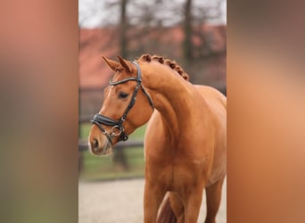 BWP (cheval de sang belge), Hongre, 4 Ans, 168 cm, Alezan