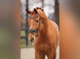 BWP (cheval de sang belge), Hongre, 4 Ans, 168 cm, Alezan