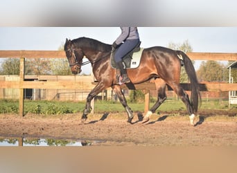 BWP (cheval de sang belge), Hongre, 4 Ans, 168 cm, Bai brun