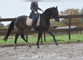 BWP (cheval de sang belge), Hongre, 4 Ans, 168 cm, Bai brun