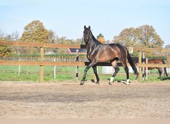 BWP (cheval de sang belge), Hongre, 4 Ans, 168 cm, Bai brun