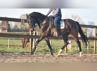 BWP (cheval de sang belge), Hongre, 4 Ans, 168 cm, Bai brun