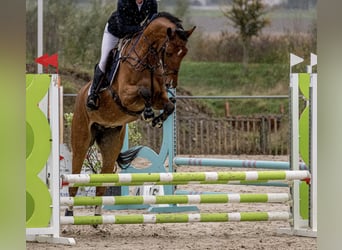 BWP (cheval de sang belge), Hongre, 4 Ans, 168 cm, Bai