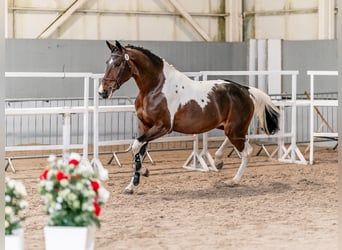 BWP (cheval de sang belge), Hongre, 4 Ans, 168 cm