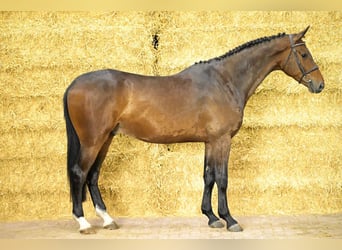 BWP (cheval de sang belge), Hongre, 4 Ans, 172 cm, Bai