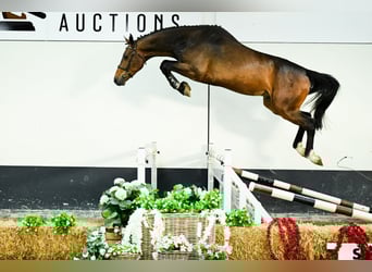 BWP (cheval de sang belge), Hongre, 4 Ans, 172 cm, Bai