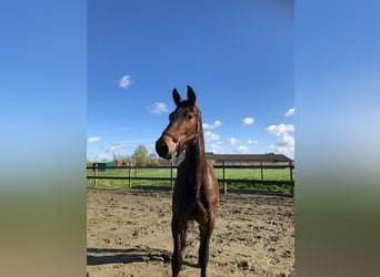 BWP (cheval de sang belge), Hongre, 4 Ans, 172 cm, Bai
