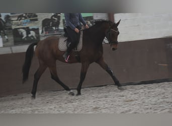 BWP (cheval de sang belge), Hongre, 4 Ans, 175 cm, Bai BWP (cheval de sang belge), Hongre, 4 Ans, 175 cm, Bai
