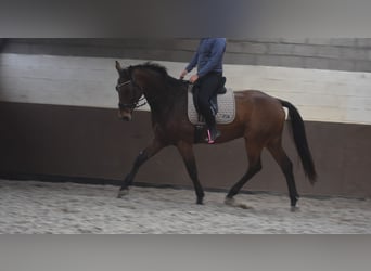 BWP (cheval de sang belge), Hongre, 4 Ans, 175 cm, Bai BWP (cheval de sang belge), Hongre, 4 Ans, 175 cm, Bai