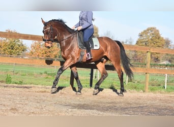 BWP (cheval de sang belge), Hongre, 4 Ans, 175 cm, Bai