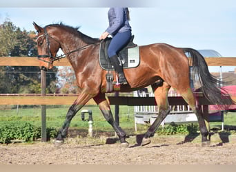 BWP (cheval de sang belge), Hongre, 4 Ans, 175 cm, Bai