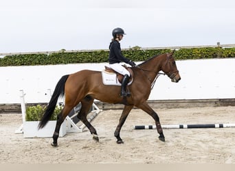BWP (cheval de sang belge), Hongre, 4 Ans, 177 cm, Bai