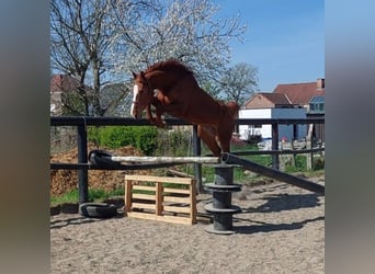 BWP (cheval de sang belge), Hongre, 4 Ans, 178 cm, Alezan