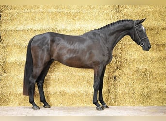 BWP (cheval de sang belge), Hongre, 4 Ans, Bai