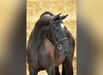 BWP (cheval de sang belge), Hongre, 4 Ans, Bai