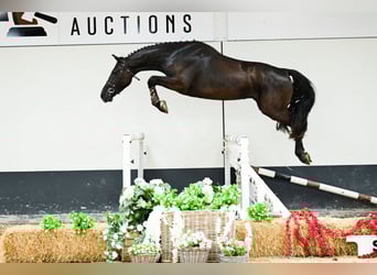 BWP (cheval de sang belge), Hongre, 4 Ans, Bai