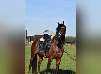 BWP (cheval de sang belge), Hongre, 5 Ans, 155 cm, Bai