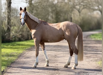 BWP (cheval de sang belge), Hongre, 5 Ans, 160 cm, Alezan
