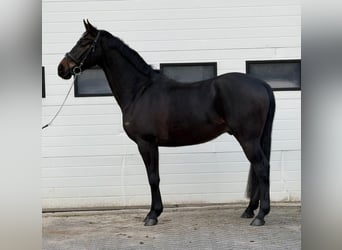 BWP (cheval de sang belge), Hongre, 5 Ans, 164 cm, Bai