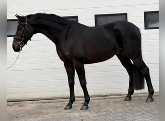 BWP (cheval de sang belge), Hongre, 5 Ans, 164 cm, Bai