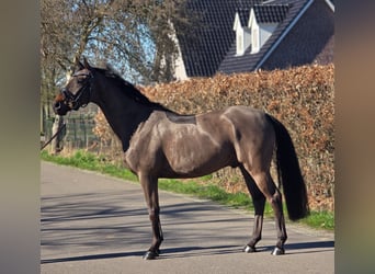 BWP (cheval de sang belge), Hongre, 5 Ans, 164 cm, Bai