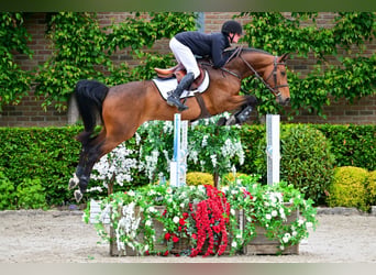 BWP (cheval de sang belge), Hongre, 5 Ans, 164 cm, Bai
