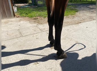 BWP (cheval de sang belge), Hongre, 5 Ans, 164 cm