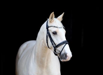 BWP (cheval de sang belge), Hongre, 5 Ans, 164 cm, Palomino