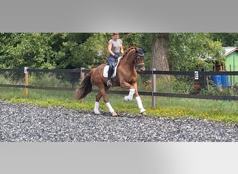 BWP (cheval de sang belge), Hongre, 5 Ans, 165 cm, Alezan brûlé