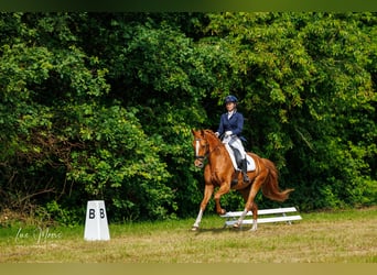 BWP (cheval de sang belge), Hongre, 5 Ans, 167 cm, Alezan