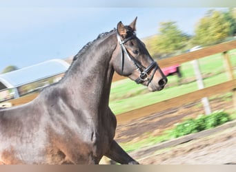 BWP (cheval de sang belge), Hongre, 5 Ans, 168 cm, Bai brun BWP (cheval de sang belge), Hongre, 5 Ans, 168 cm, Bai brun