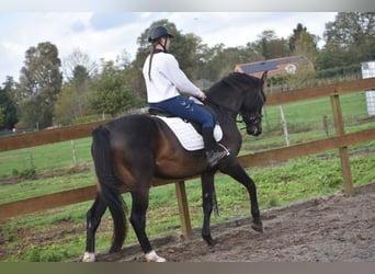 BWP (cheval de sang belge), Hongre, 5 Ans, 168 cm, Bai brun BWP (cheval de sang belge), Hongre, 5 Ans, 168 cm, Bai brun
