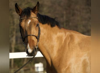 BWP (cheval de sang belge), Hongre, 5 Ans, 168 cm