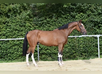 BWP (cheval de sang belge), Hongre, 5 Ans, 170 cm, Bai