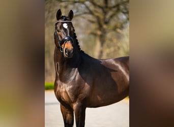 BWP (cheval de sang belge), Hongre, 5 Ans, 171 cm, Bai brun