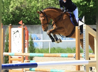 BWP (cheval de sang belge), Hongre, 5 Ans, 172 cm, Bai