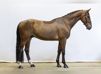 BWP (cheval de sang belge), Hongre, 5 Ans, 173 cm
