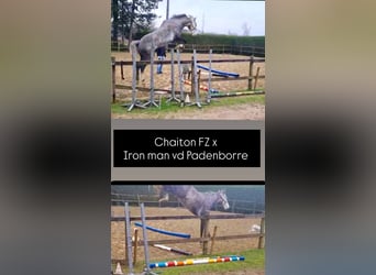 BWP (cheval de sang belge), Hongre, 5 Ans, 173 cm, Gris